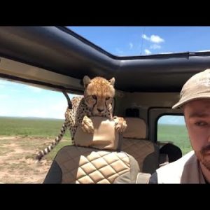 Vacationer Turns Into Statue as Cheetah Invades Safari Car
