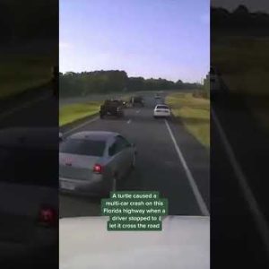 Driver braking for turtle causes multi-automobile accident in Florida #shorts