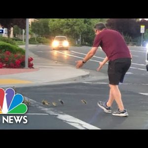 Man killed by automobile after saving geese crossing road