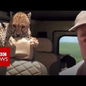 The moment a cheetah joined a safari – BBC Files