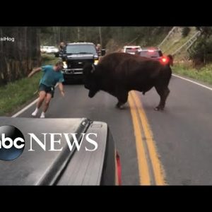 Man will get out of car to taunt bison at Yellowstone