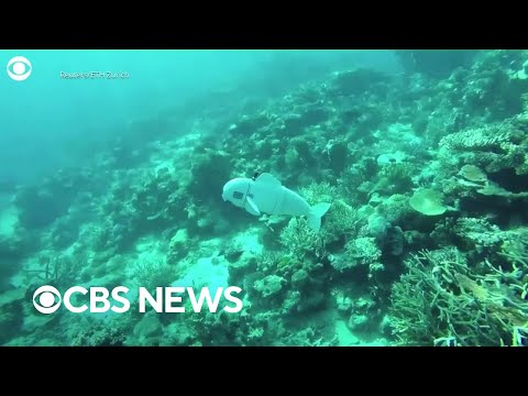 This robotic fish is “as tranquil as a look” – and could maybe attend researchers learn valuable extra relating to the oc…