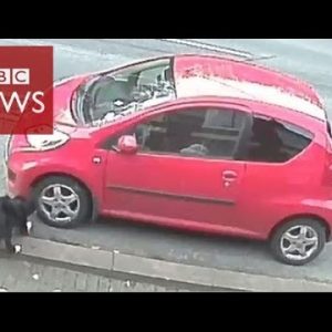 CCTV shows dog as hunted automobile vandal – BBC Data