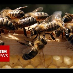 Thousands of bees swarm into automobile – BBC News