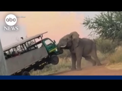 Second an elephant attacks a safari truck stuffed with tourists in South Africa